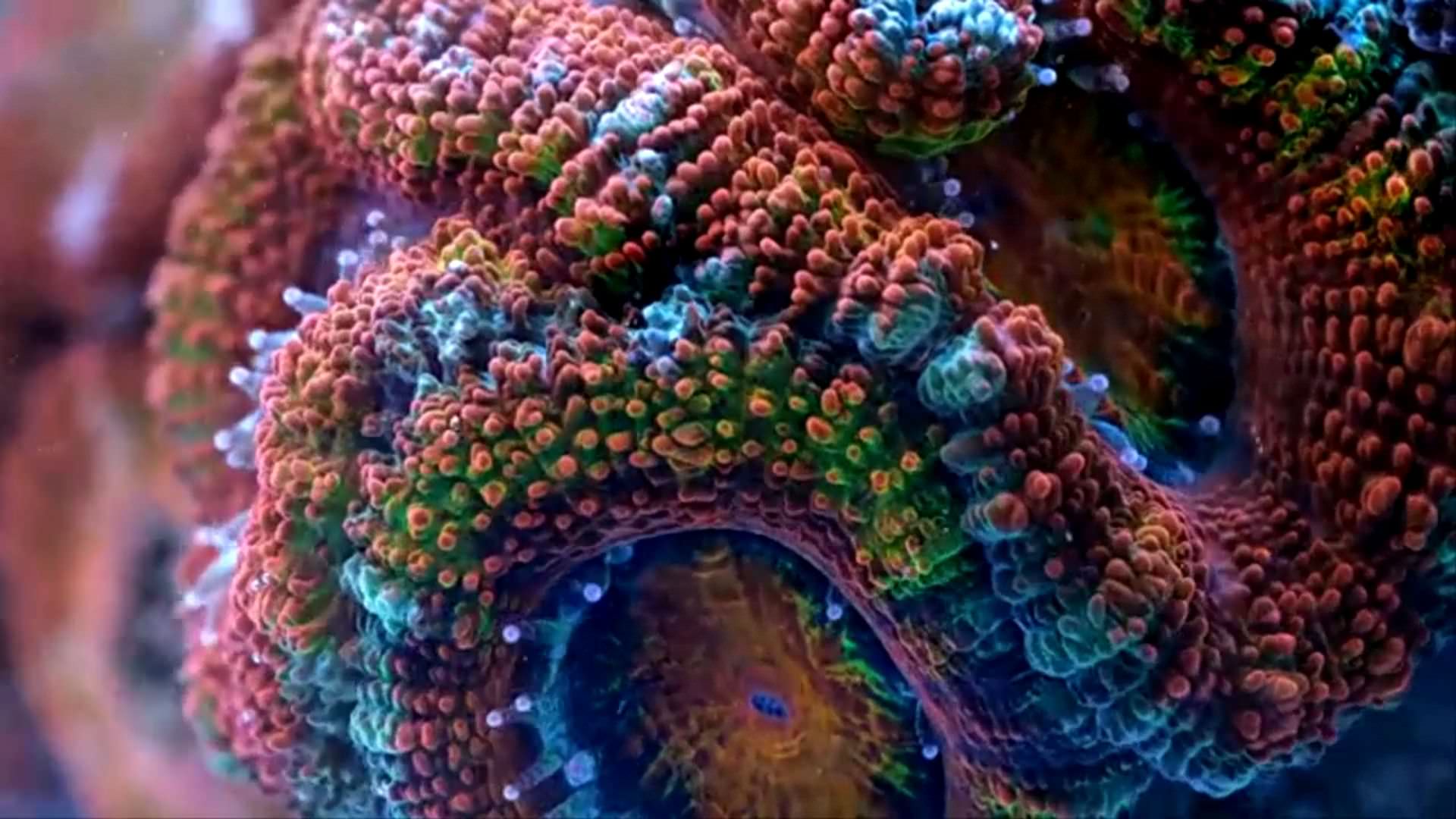 Препараты для кораллов