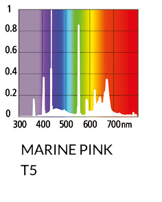 Arcadia Marine Pink T5