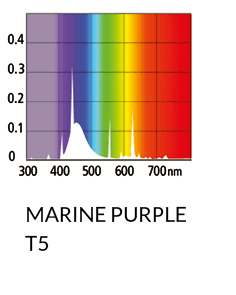 Arcadia Marine Purple
