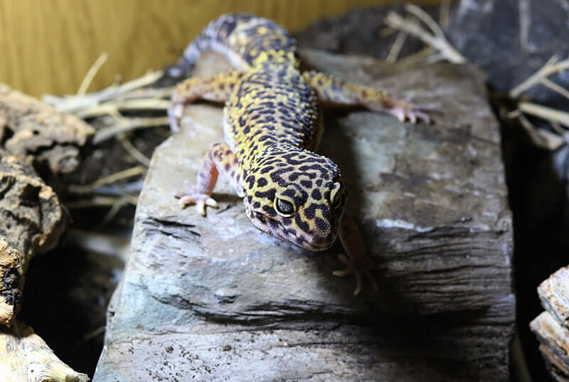 leopard gecko 6536